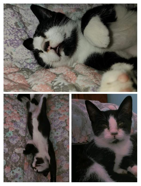 ODINO - gattino di 5 mesi Foto 2